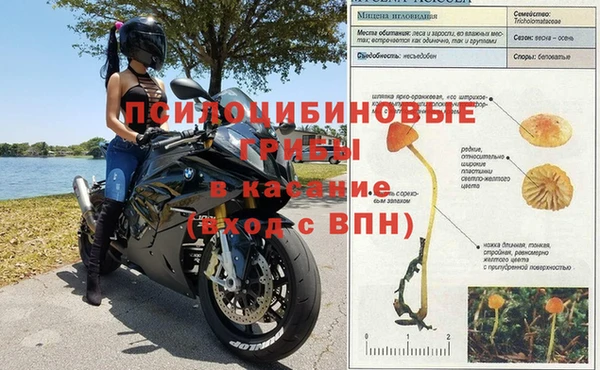 гашик Нефтекумск