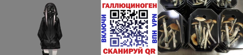 Псилоцибиновые грибы Psilocybine cubensis продажа наркотиков Суздаль